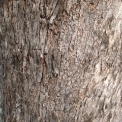 Eucalyptus goniocalyx at Nangus, NSW - 15 Jun 2005