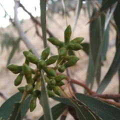 Eucalyptus goniocalyx at Nangus, NSW - 15 Jun 2005