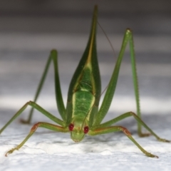 Caedicia simplex (Common Garden Katydid) at Melba, ACT - 15 Dec 2020 by kasiaaus