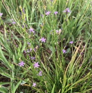 Caesia calliantha at Mitchell, ACT - 3 Dec 2020