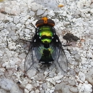 Amenia sp. (genus) at Paddys River, ACT - 1 Jan 2021