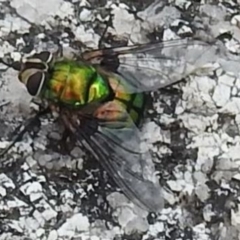 Amenia sp. (genus) at Paddys River, ACT - 1 Jan 2021