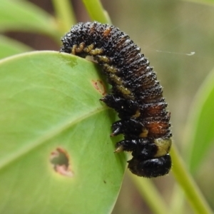 Pergidae sp. (family) at Paddys River, ACT - 1 Jan 2021