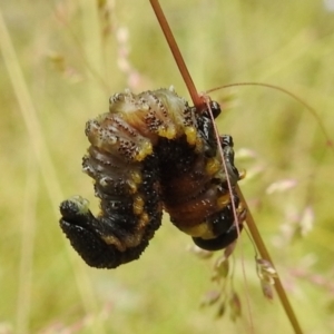 Pergidae sp. (family) at Paddys River, ACT - 1 Jan 2021