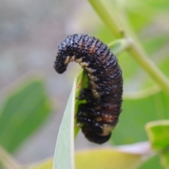 Pergidae sp. (family) at Paddys River, ACT - 1 Jan 2021