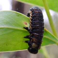 Pergidae sp. (family) at Paddys River, ACT - 1 Jan 2021