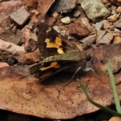 Trapezites phigalioides (Montane Ochre) at Paddys River, ACT - 31 Dec 2020 by JohnBundock