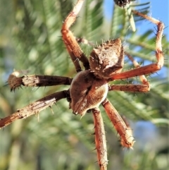 Backobourkia sp. (genus) (An orb weaver) at Holt, ACT - 27 Dec 2020 by CathB