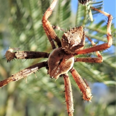 Backobourkia sp. (genus) (An orb weaver) at Holt, ACT - 26 Dec 2020 by CathB