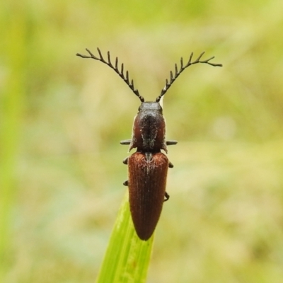 Elateridae sp. (family) (Unidentified click beetle) at Tidbinbilla Nature Reserve - 1 Jan 2021 by HelenCross