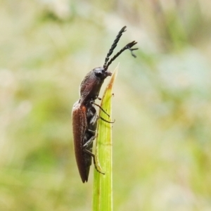 Elateridae sp. (family) at Paddys River, ACT - 1 Jan 2021