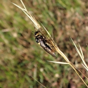 Pergidae sp. (family) at Holt, ACT - 27 Dec 2020