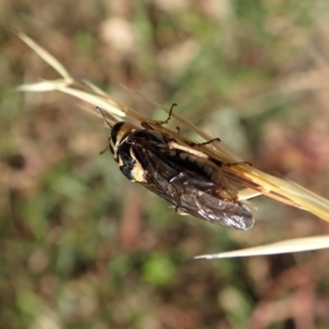 Pergidae sp. (family) at Holt, ACT - 27 Dec 2020