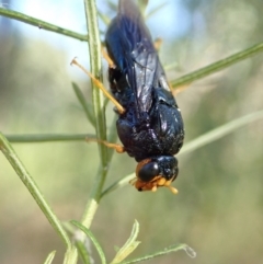 Perginae sp. (subfamily) (Unidentified pergine sawfly) at Holt, ACT - 26 Dec 2020 by CathB