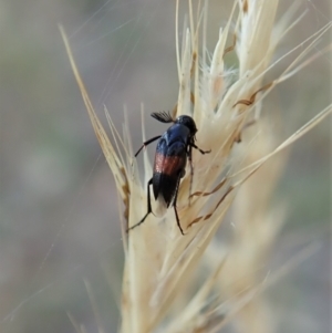 Ripiphoridae (family) at Holt, ACT - 27 Dec 2020 08:32 AM