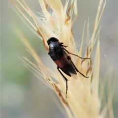 Ripiphoridae (family) at Holt, ACT - 27 Dec 2020 08:32 AM