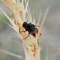 Ripiphoridae (family) at Holt, ACT - 27 Dec 2020