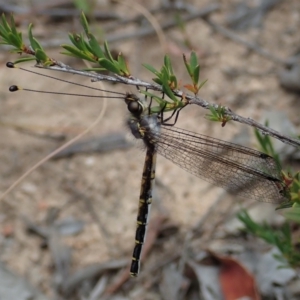 Suhpalacsa sp. (genus) at Downer, ACT - 28 Dec 2020