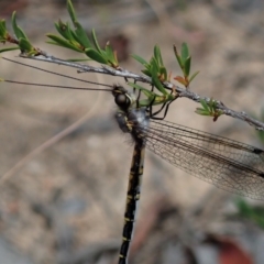 Suhpalacsa sp. (genus) at Downer, ACT - 28 Dec 2020