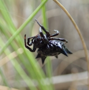 Austracantha minax at Downer, ACT - 28 Dec 2020