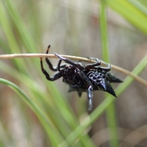 Austracantha minax at Downer, ACT - 28 Dec 2020 11:24 AM