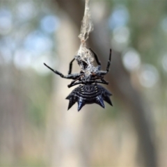 Austracantha minax at Downer, ACT - 28 Dec 2020