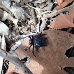 Austracantha minax at Downer, ACT - 28 Dec 2020 11:24 AM