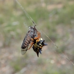 Austracantha minax at Downer, ACT - 28 Dec 2020 11:24 AM
