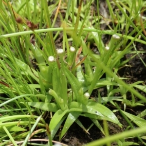 Eriocaulon scariosum at Downer, ACT - 28 Dec 2020 12:04 PM