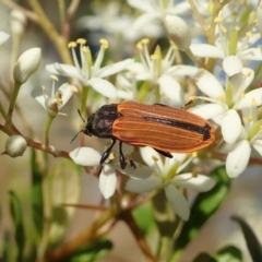 Castiarina erythroptera (Lycid Mimic Jewel Beetle) at Mount Painter - 26 Dec 2020 by CathB
