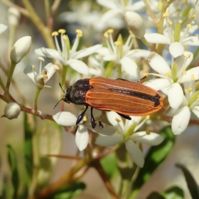 Castiarina erythroptera (Lycid Mimic Jewel Beetle) at Mount Painter - 26 Dec 2020 by CathB
