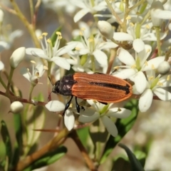 Castiarina erythroptera at Cook, ACT - 26 Dec 2020