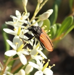 Castiarina erythroptera at Cook, ACT - 26 Dec 2020