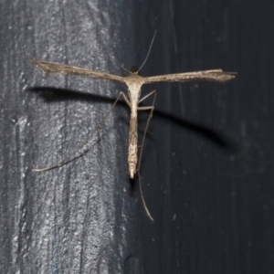 Stenoptilodes taprobanes at Higgins, ACT - 29 Dec 2020 08:09 PM