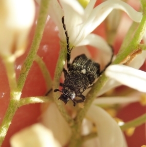 Microvalgus sp. (genus) at Cook, ACT - 26 Dec 2020