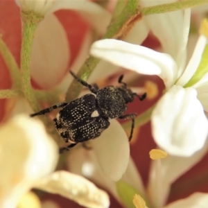 Microvalgus sp. (genus) at Cook, ACT - 26 Dec 2020