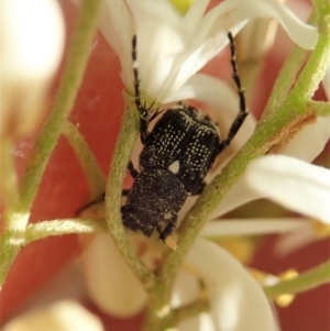 Microvalgus sp. (genus) at Cook, ACT - 26 Dec 2020