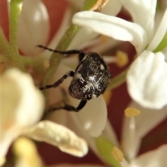 Microvalgus sp. (genus) at Cook, ACT - 26 Dec 2020