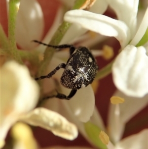 Microvalgus sp. (genus) at Cook, ACT - 26 Dec 2020