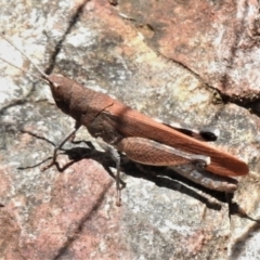 Cirphula pyrrhocnemis (Variable Cirphula) at Paddys River, ACT - 31 Dec 2020 by JohnBundock