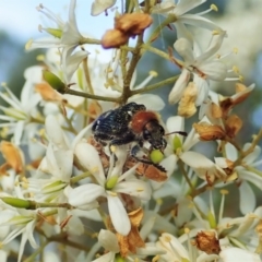 Zenithicola crassus (Clerid beetle) at Cook, ACT - 26 Dec 2020 by CathB