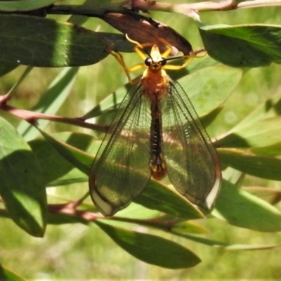 Nymphes myrmeleonoides (Blue eyes lacewing) at Tidbinbilla Nature Reserve - 31 Dec 2020 by JohnBundock