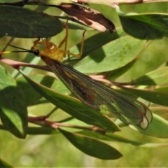 Nymphes myrmeleonoides at Paddys River, ACT - 31 Dec 2020