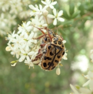 Neorrhina punctata at Cook, ACT - 23 Dec 2020