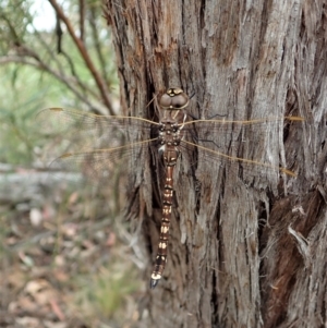 Adversaeschna brevistyla at Aranda, ACT - 21 Dec 2020