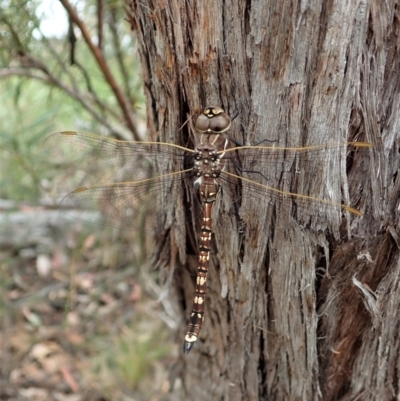 Adversaeschna brevistyla (Blue-spotted Hawker) at Aranda, ACT - 20 Dec 2020 by CathB