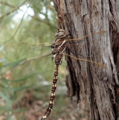 Adversaeschna brevistyla at Aranda, ACT - 21 Dec 2020