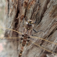 Adversaeschna brevistyla at Aranda, ACT - 21 Dec 2020