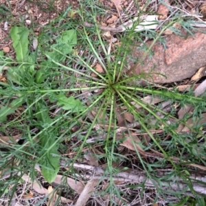 Lepidium pseudotasmanicum at Watson, ACT - 25 Jul 2020