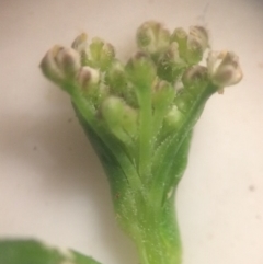 Lepidium pseudotasmanicum at Watson, ACT - 25 Jul 2020